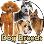 Logo of Dog Breeds 🐶 Golden Retriever | Rottweiler android Application 