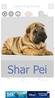 Dog Breeds 🐶 Golden Retriever | Rottweiler android App screenshot 9