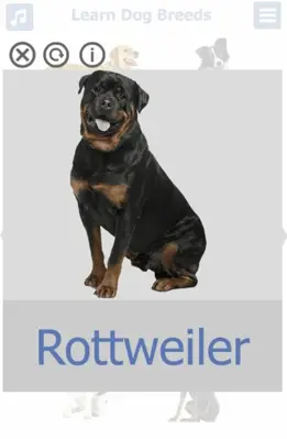 Dog Breeds 🐶 Golden Retriever | Rottweiler android App screenshot 14