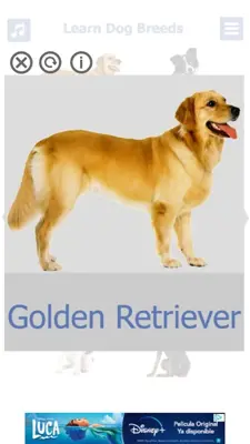 Dog Breeds 🐶 Golden Retriever | Rottweiler android App screenshot 1