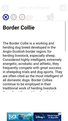 Dog Breeds 🐶 Golden Retriever | Rottweiler android App screenshot 3