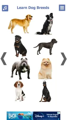 Dog Breeds 🐶 Golden Retriever | Rottweiler android App screenshot 5