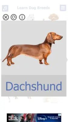 Dog Breeds 🐶 Golden Retriever | Rottweiler android App screenshot 6